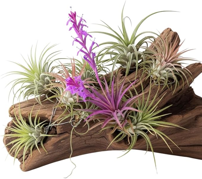 Tillandsia Air Plants, Live Succulents Indoor Plants, Assorted Airplants Variety for Decoration, Terrariums, and Office (12)