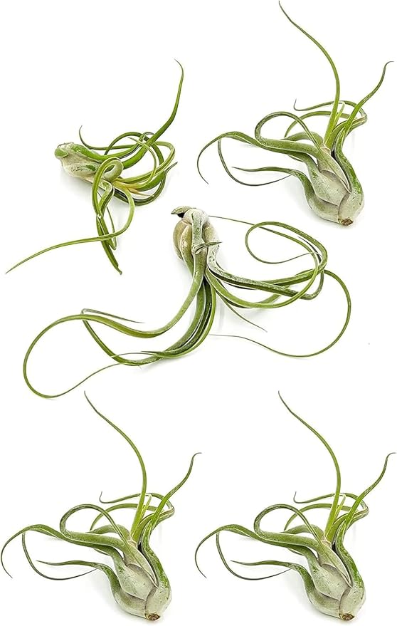 ragnaroc Air Plants - Flowering Tillandsia Caput Medusae, Large 5-7" - 5ct - Live Arrival Guaranteed - House Plants for Home Decor & Gift