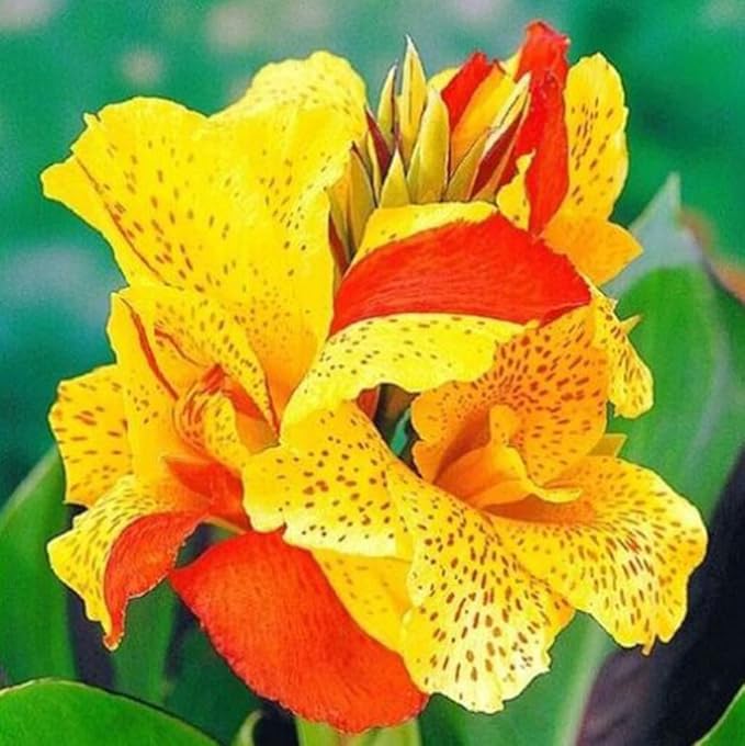 10pcs Canna Lily Seeds Canna x Generalis Cleopatra Ornamental Plant Seeds Home Garden