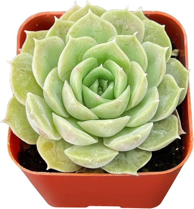 Sprout N Green Echeveria cv. Onslow, Live Succulent Plant Fully Rooted in 2" Pot, House Plant for Indoor Outdoor Home Office Wedding Decoration DIY Projects Party Favor, Pets Friendly, Easy to Care