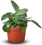 Philodendron Birkin Live Plant for Indoor | Different Houseplants in 4'' & 6'' Pot | Real House Plant for Living Room, Office, Desk & Bathroom | Birkin