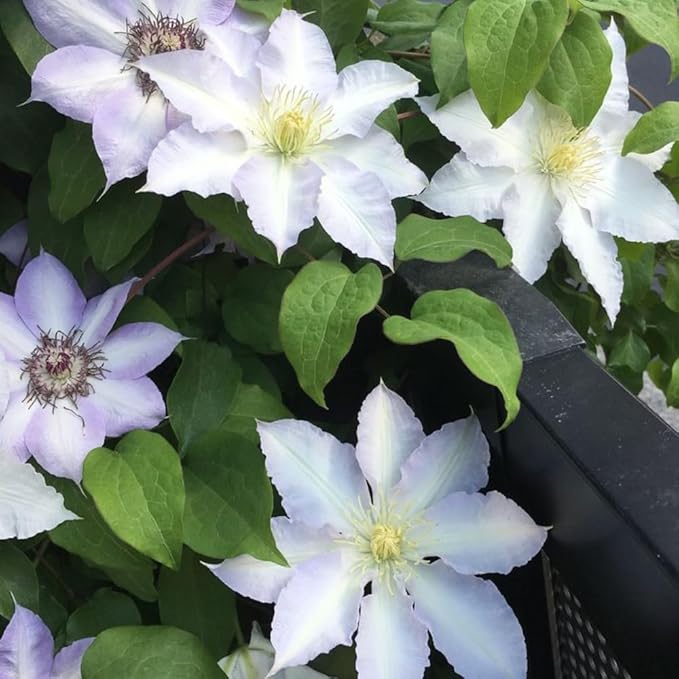 Blue White Clematis Vine Live Plant Clematis Flower Perennial Starter Plant in 2.5 Inches Pot