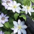 Blue White Clematis Vine Live Plant Clematis Flower Perennial Starter Plant in 2.5 Inches Pot