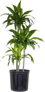 Dracaena Janet Craig Live Plant, 38–42 inches Tall in 10 inch Pot, Low Light Tropical Indoor Tree, Easy Care Air Purifier Plant for Home, Office and Interior Decor by United Nursery