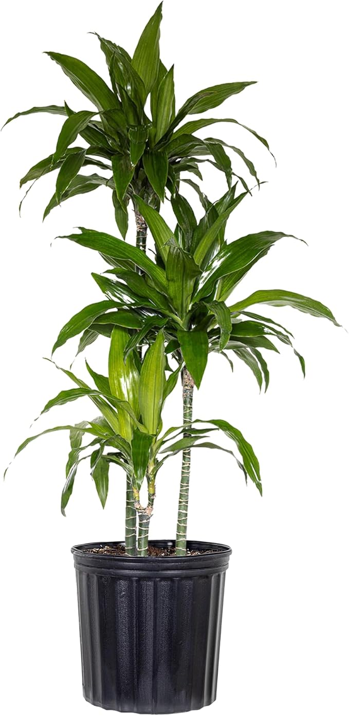 Dracaena Janet Craig Live Plant, 38–42 inches Tall in 10 inch Pot, Low Light Tropical Indoor Tree, Easy Care Air Purifier Plant for Home, Office and Interior Decor by United Nursery