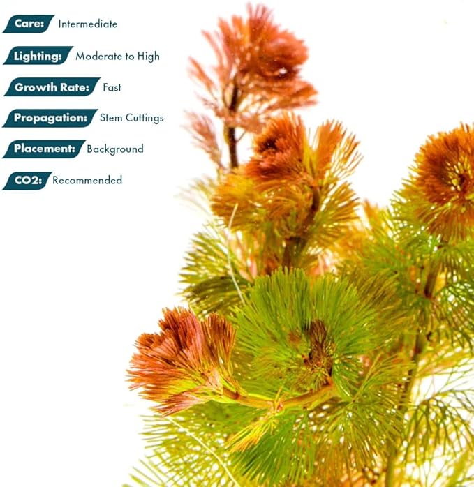 SubstrateSource Live Aquarium Red Stem Plants - Freshwater Aquatic Plant for Fish Tanks, Aquascaping - (Cabomba Piauhyensis Red, 4 Bunches)