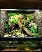 Josh's Frogs Bromeliad Bundle - 10 Plants
