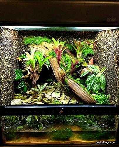Josh's Frogs Bromeliad Bundle (5 Plants)