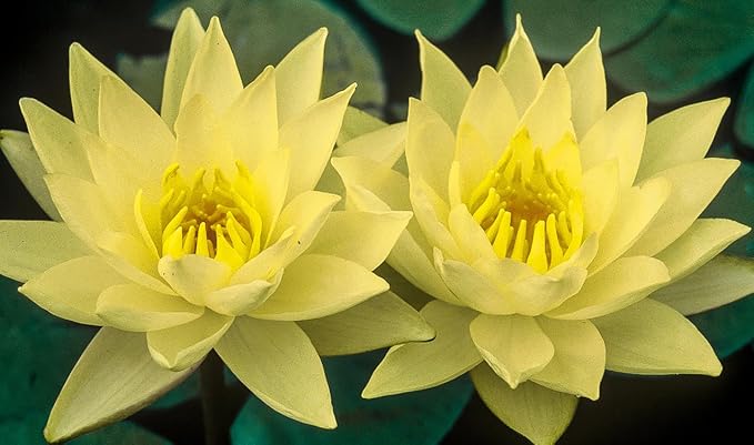 Live Hardy Water Lily Tubers Rhizomes Bulb Seed Nymphaea Aquatic Pond Plants Water Gardens Pre-Grown Flower in White Pink Red Yellow Orange Blue Purple (1, Cuts Asst Hardy Lily)
