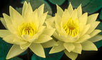 Live Hardy Water Lily Tubers Rhizomes Bulb Seed Nymphaea Aquatic Pond Plants Water Gardens Pre-Grown Flower in White Pink Red Yellow Orange Blue Purple (1, Cuts Asst Hardy Lily)