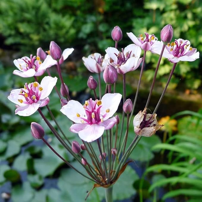 Flowering Rush, a Great Live Pond Plant for Your Water Garden. Filters The koi and Goldfish Pond. Good for Bogs, Plant Shelf or Shallow Water This marginal Aquatic is a Real Beauty