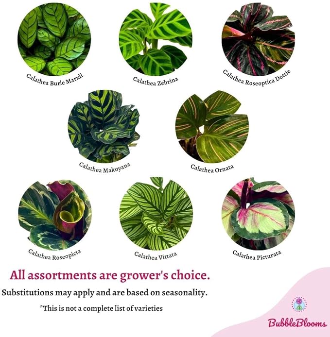 BubbleBlooms Calathea Assortment Set, 4 inch pots, Set of 3, Prayer Plant Variety, Great Indoor Houseplants, Rattlesnake, Stella, Medallion, Vittata