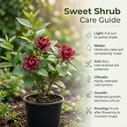 Sweet Shrub Live Plant, 12-18 Inch Tall in 4" Pot, Calycanthus Floridus Fragrant Flowering Shrub, Vigorous Growth Habit Plant
