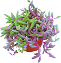 Live Succulent 4" Othonna Capensis Ruby Necklace, Succulents Plants Live, Succulent Plants Fully Rooted, House Plant for Home Office Decoration, DIY Projects, Party Favor Gift by The Succulent Cult