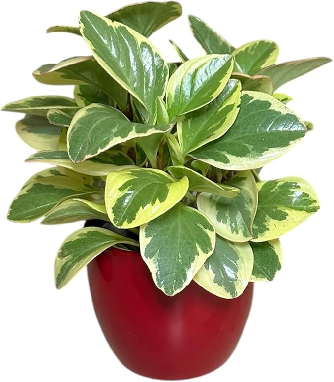 Variegated Baby Rubber Plant, Pet Safe, Low Maintenance, Live Indoor Plant, 4.7 inch Red Decorative Pot m