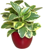 Variegated Baby Rubber Plant, Pet Safe, Low Maintenance, Live Indoor Plant, 4.7 inch Red Decorative Pot m