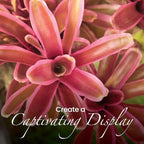 American Plant Exchange Live Bromeliad Fireball Neoregelia Plant, Plant Pot for Home and Garden Decor, 6" Pot