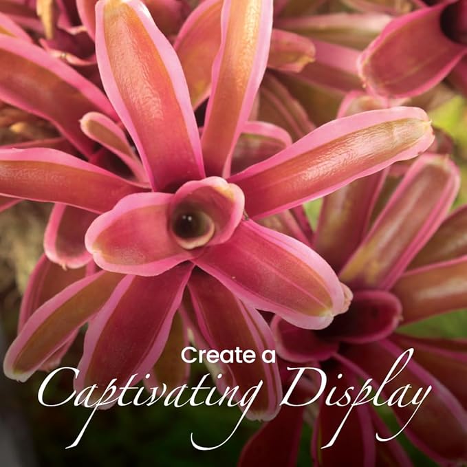 American Plant Exchange Live Bromeliad Fireball Neoregelia Plant, Plant Pot for Home and Garden Decor, 6" Pot