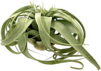 ragnaroc Air Plants - Tillandsia Xerographica, Large 5-7” - 1ct - Live Arrival Gauranteed - House Plants for Home Decor & Gift