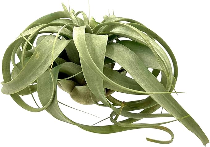 ragnaroc Air Plants - Tillandsia Xerographica, Large 5-7” - 3ct - Live Arrival Gauranteed - House Plants for Home Decor & Gift