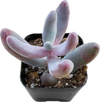 Sprout N Green Cute Succulents Collection, 3 Live Succulent Plant Fully Rooted in 2 inch Starter Pot, Home Office Indoor Outdoor Wedding Decoration DIY Projects Party Favor
