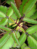1 Kalanchoe Pinnata Live Plant Rooted 4 to 6 Inc Tall by Exotic Succulent Collection
