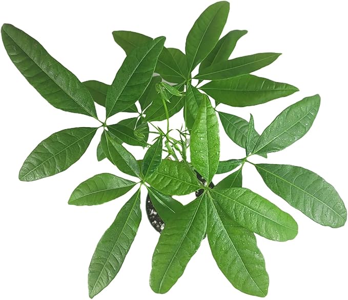 Chinese Money Tree Live Plant - Pachira Aquatica - Braided Chinese Money Plant Live - 12 to 16 inches Tall Live Bonsai Tree - Air Purifying Plant - California Seller