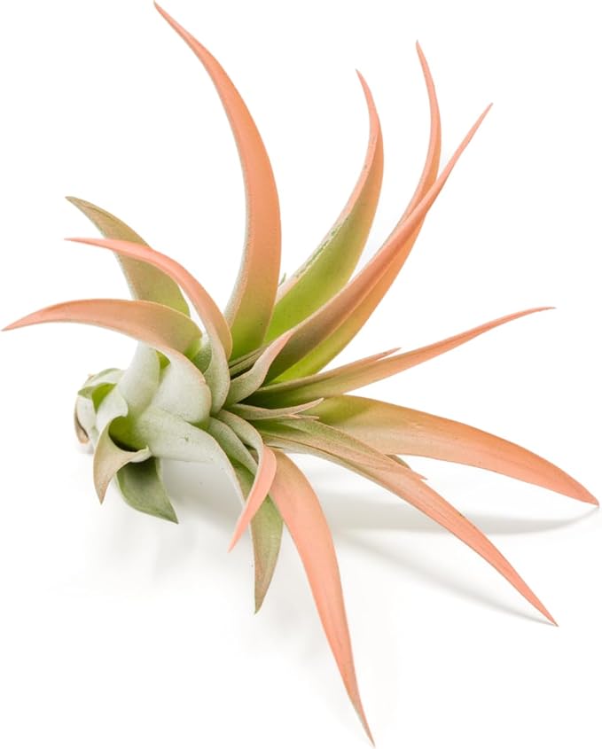 Coral Colorful Tillandsia Air Plants - Long Lasting Color Enhanced Live Tillandsia Succulent House Plants - Home and Garden Decor - Easy Care Indoor/Outdoor Plants (Brachycaulos Abdita, Single)