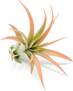 Coral Colorful Tillandsia Air Plants - Long Lasting Color Enhanced Live Tillandsia Succulent House Plants - Home and Garden Decor - Easy Care Indoor/Outdoor Plants (Brachycaulos Abdita, Single)