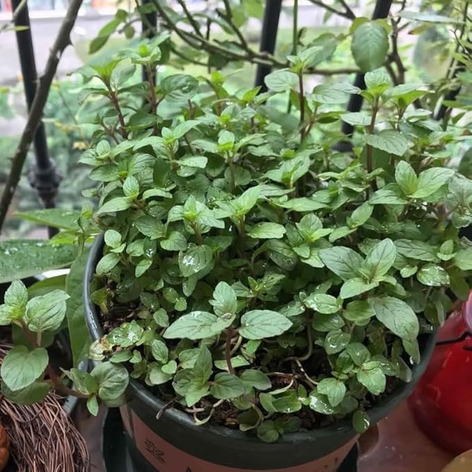 Chocolate Mint Plants Live, Mint Plants for Inside and Home Décor, 3-Inch Potted Fresh Herb for Kitchen Gardens and Indoor Growing