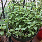 Chocolate Mint Plants Live, Mint Plants for Inside and Home Décor, 3-Inch Potted Fresh Herb for Kitchen Gardens and Indoor Growing