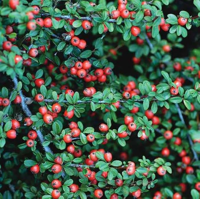 RedCrocus Coral Beauty Cotoneaster- Evergreen Ground Cover, Drought Tolerant, Pet Safe, Low Maintenance Plant for Landscaping & Erosion Control 3 Gallon