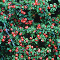 RedCrocus Coral Beauty Cotoneaster- Evergreen Ground Cover, Drought Tolerant, Pet Safe, Low Maintenance Plant for Landscaping & Erosion Control 3 Gallon