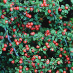 RedCrocus Coral Beauty Cotoneaster- Evergreen Ground Cover, Drought Tolerant, Pet Safe, Low Maintenance Plant for Landscaping & Erosion Control 3 Gallon