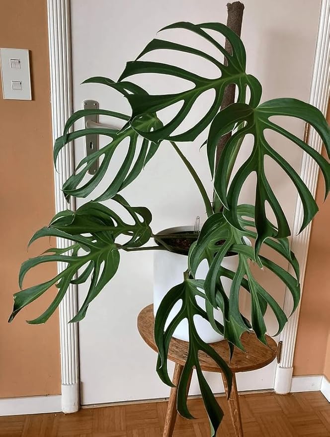 RedCrocus Monstera 'Burle Marx Flame' Indoor Plant- Unique Foliage, Bright Indirect Light, Pet Safe, Container Friendly, Perfect for Modern Decor 6" Pot