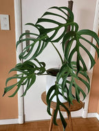 RedCrocus Monstera 'Burle Marx Flame' Indoor Plant- Unique Foliage, Bright Indirect Light, Pet Safe, Container Friendly, Perfect for Modern Decor 6" Pot