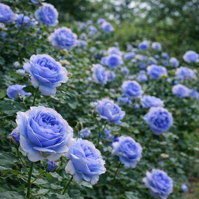 48+ Rose Seeds for Planting Outdoors,Rare Rose Seeds,Roses Seed Blooms, Gothic & Elegant Heirloom Variety for Dramatic Gardens Home Outdoor