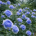 48+ Rose Seeds for Planting Outdoors,Rare Rose Seeds,Roses Seed Blooms, Gothic & Elegant Heirloom Variety for Dramatic Gardens Home Outdoor
