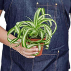Spider Plant Bonnie Live Plant for Indoor | Different Houseplants in 4'' & 6'' Pot | Real House Plant for Living Room, Office, Desk & Bathroom | Chlorophytum Comosum | Airplane Ivy