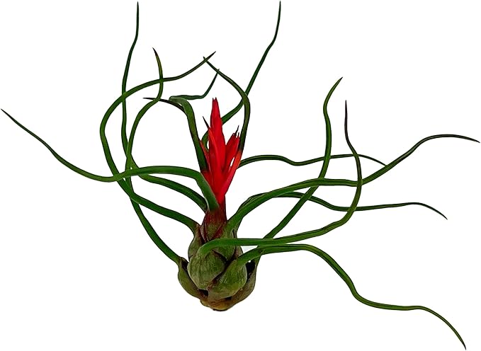 ragnaroc Air Plants - Flowering Tillandsia Bulbosa Guatemala, Large 3-5" - 5ct - Live Arrival Guaranteed - House Plants for Home Decor & Gift