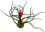 ragnaroc Air Plants - Flowering Tillandsia Bulbosa Guatemala, Large 3-5" - 5ct - Live Arrival Guaranteed - House Plants for Home Decor & Gift