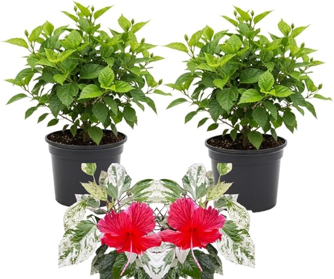 3 Hardy Hibiscus Plants Live, Well Rooted Hibiscus Flower 4-7'' Tall, Flowering Shrub for Garden or Containers Planting (Variegated Red)