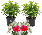 3 Hardy Hibiscus Plants Live, Well Rooted Hibiscus Flower 4-7'' Tall, Flowering Shrub for Garden or Containers Planting (Variegated Red)