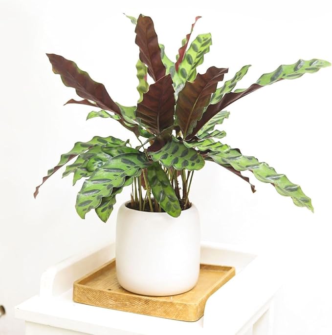 Calathea Lancifolia 'Rattlesnake' Plant (6 inch) - Pet-Friendly Houseplants - Attractive Indoor Plants, Easy to Grow, Pet Safe Plants for Cats & Dogs, Ideal for Home Decor, Office & Gift
