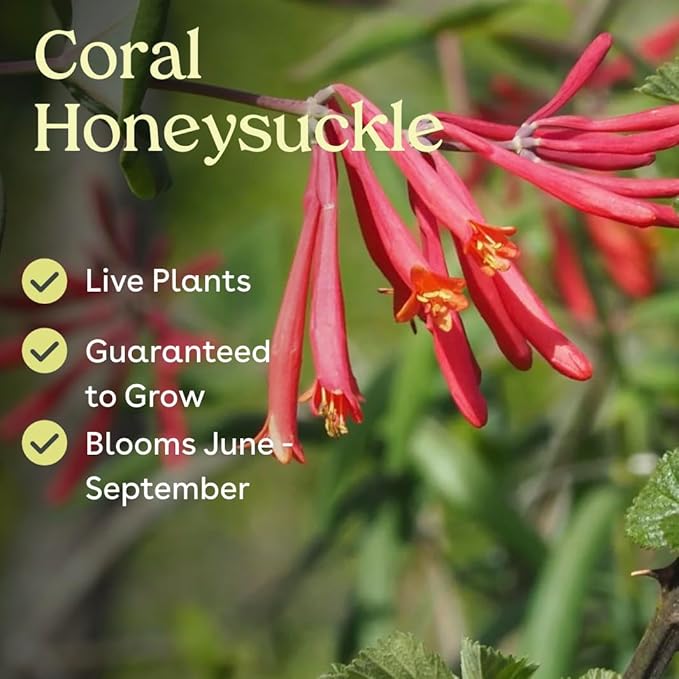 Coral Honeysuckle 6 Live Plants (Lonicera sempervirens) – Native Flowering Vine for Hummingbird & Pollinator Gardens, Deer Resistant, Low Maintenance Climbing Plant for Full Sun