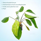 SubstrateSource Live Plants - Echinodorus cordifolius 'Hybrid' - Medium Light, Bright Green Accent for Background Freshwater Aquascaping in Community or Biotope Planted Aquarium - Pot