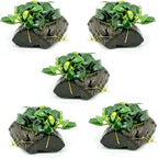 SubstrateSource Live Planted Decor - Anubias Nana Petite (Anubias barteri VAR. Nana 'Petite') on Nano Driftwood - Low to Moderate Light, Deep Green Rounded Leaves, Foreground Tank Placement - 5 Pack