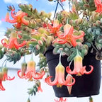 2" Pot Cotyledon Pendens Succulent Plant Live, Trailing Succulent House Plant for Home Office Decoration, Rare Indoor Live Plant