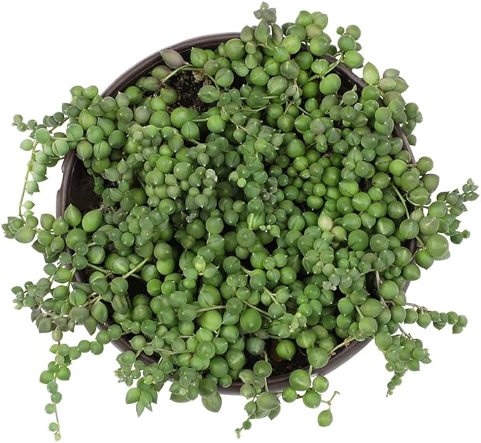 Live String of Pearls Succulent Plant Decor Hanging Basket, Real Succulents & Houseplants for Home or Office, Senecio Rowleyanus, Unique House Plants