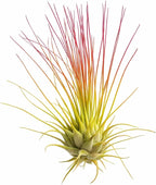 Live Colored Air Plants 3 Pack - Vibrent Color Enhanced Tillandsia, Easy Care Indoor Outdoor Houseplant, Home Decor, Terrariums & Gifts